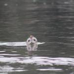 Heather Spaulding \ staff photo
One pup takes a good look at the humans gathered on the shoreline.