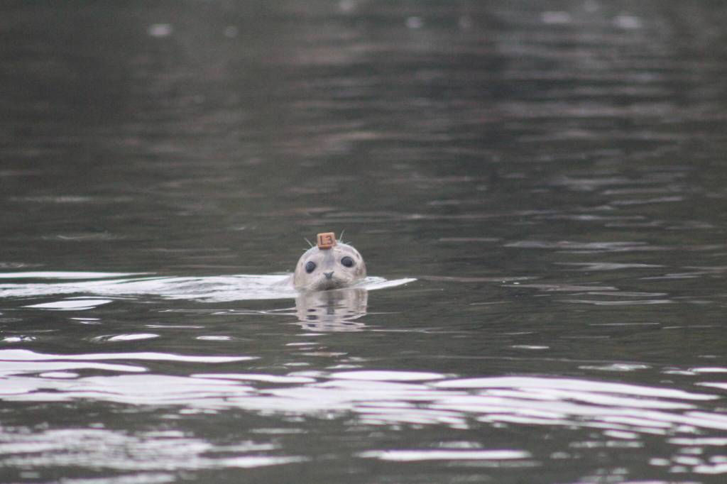 Heather Spaulding \ staff photo
One pup takes a good look at the humans gathered on the shoreline.