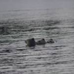 Heather Spaulding \ staff photo
Three of the pups taking a look around the Salish Sea.