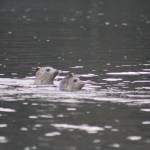 Heather Spaulding \ staff photo
Two seals check out their home.