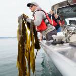 Contributed photo
Casey Palmer-McGee holding a big piece of kelp.