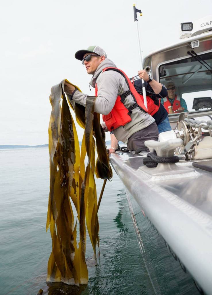 Contributed photo
Casey Palmer-McGee holding a big piece of kelp.