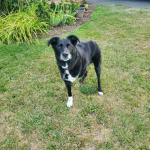 Contributed photo
Spark!Spark! is set for the new year with his 2024 license.