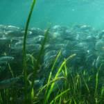 Herring in eelgrass
Image by Florian Graner.