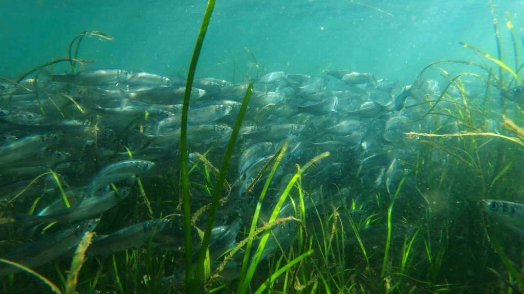 Herring in eelgrass
Image by Florian Graner.