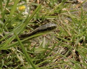 Contributed photo by Russel Barsh
A wandering garter snake heads to the beach at Fisherman Bay.