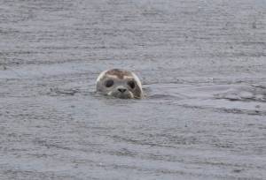 Contributed photo
Juniper pops her head up at the small crowd.
Contributed photo
Juniper pops her head up at the small crowd.