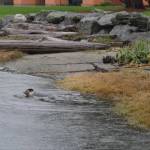 Contributed photo
Juniper swims free.
Contributed photo
Juniper swims free.