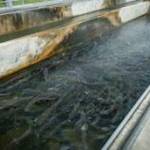 Contributed photo
Kalama Hatchery