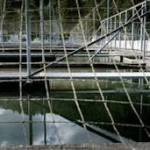 Contributed photo
Kalama Hatchery