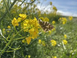 Contributed photo by USFWS