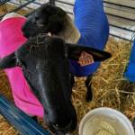 Heather Spaulding Staff photo
Sheep in their colorful jackets.