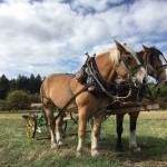 Barbara Marrett photo.
Heritage Farm Draft Horses on the San Juan Island Farm Tour.