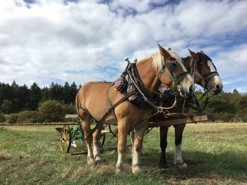 Barbara Marrett photo.
Heritage Farm Draft Horses on the San Juan Island Farm Tour.