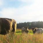 Faith van de Putte photo.
Midnights Farm on Lopez Island.
