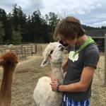 Orcas Moon Alpacas, Orcas Farm Tour by Barbara Marrett.