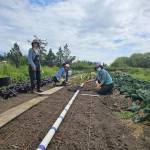Volunteers planting lettuce starts.