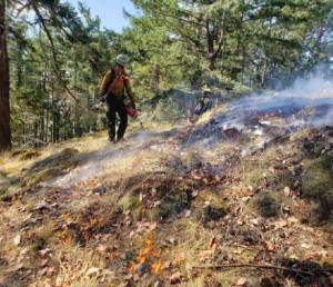 Washington Department of Natural Resources fire crew conducts a prescribed burn on Jones Island.