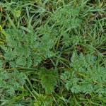 Poison hemlock. Contributed photo.