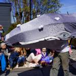 Patch the Gray Whale Puppet charms onlookers at the Welcome the Whales Parade in Langley, Washington. Photo by K Markowski.