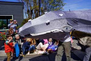 Patch the Gray Whale Puppet charms onlookers at the Welcome the Whales Parade in Langley, Washington. Photo by K Markowski.