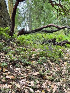 The branch on White Point Road where Leslie DeGasparis says she saw a mountain lion
Photo contributed by Leslie DeGasparis