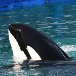 Kaarina Makowski photo.
Tokitae in captivity at the Miami Seaquarium before her death in 2023.