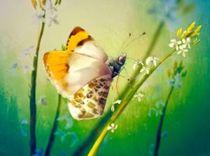 Julia Orangetip by Sophie Citro.