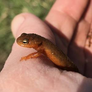 Contributed photo.
Rough-skinned newt.