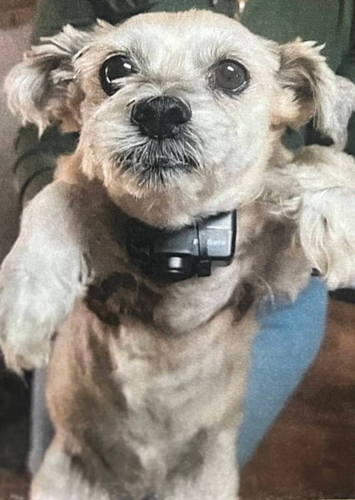 Sasha and her electronic collar, from trial exhibits.
