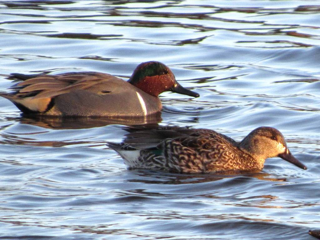 Russel Barsh photo.
Teal ducks swimming in Weeks Wetland Preserve on Lopez.