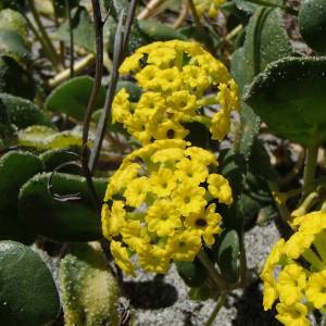 Russel Barsh photo.
Yellow Sand Verbena in full bloom. One of the rare dune wildflowers that is threatened by activities like trails, trampling and burrowing.