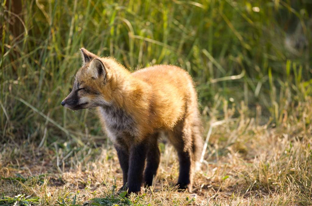 Red foxes on San Juan Island test positive for avian influenza