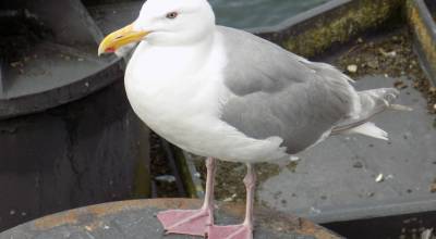Russel Barsh photo.
An adult Glaucous-winged gull.