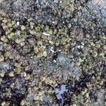 Contributed photo.
Microplastics.