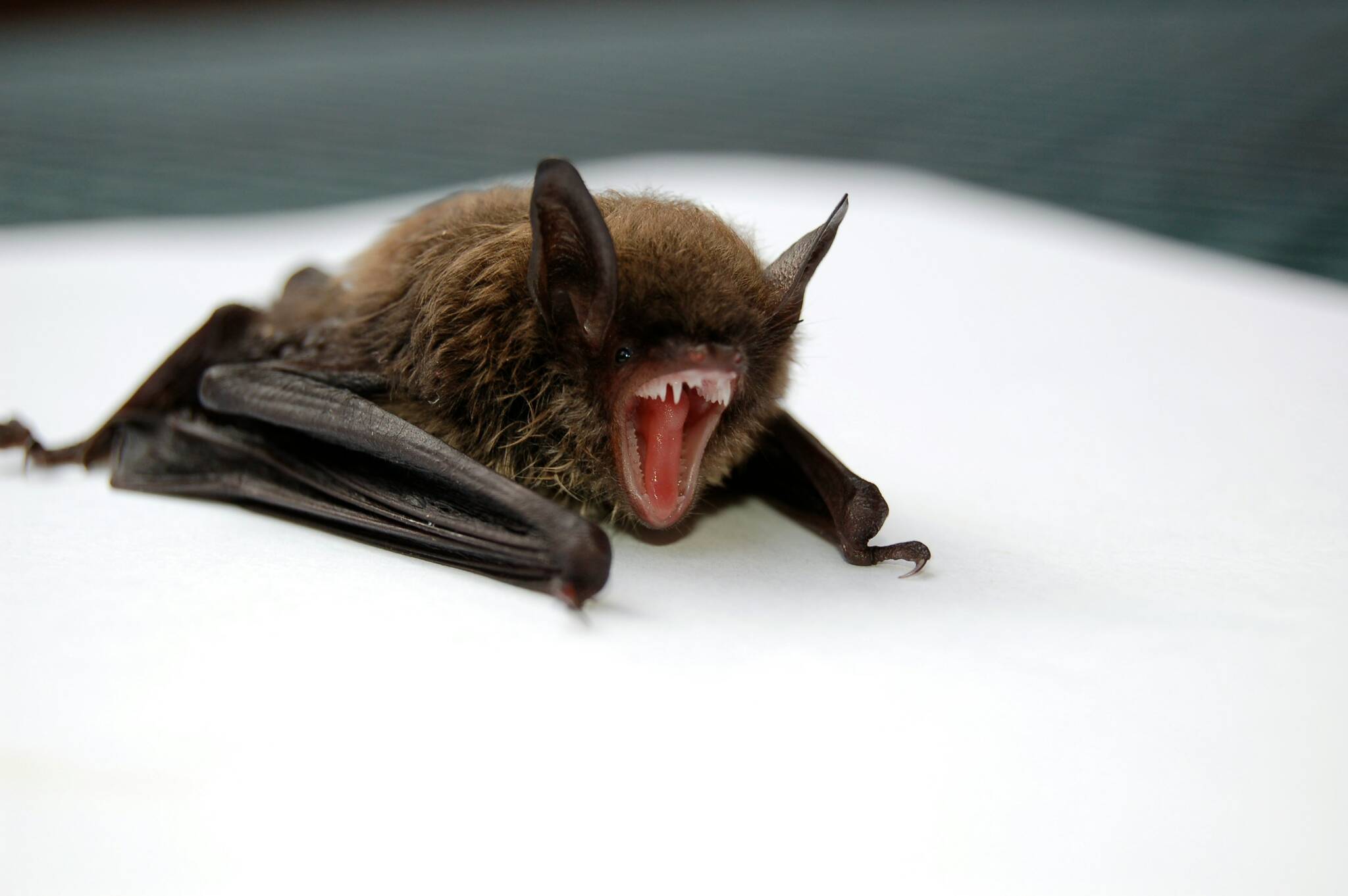 Don’t touch bats: Tips to prevent rabies exposure | Islands' Weekly