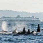 Contributed photos.
A Washington State Ferry behind a pod of killer whales.