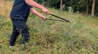 Contributed photo.
A Youth Conservation Corps crew member removes invasive plants below power lines.